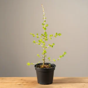 Young European Larch (Larix decidua) pre-bonsai in black pot on wooden table