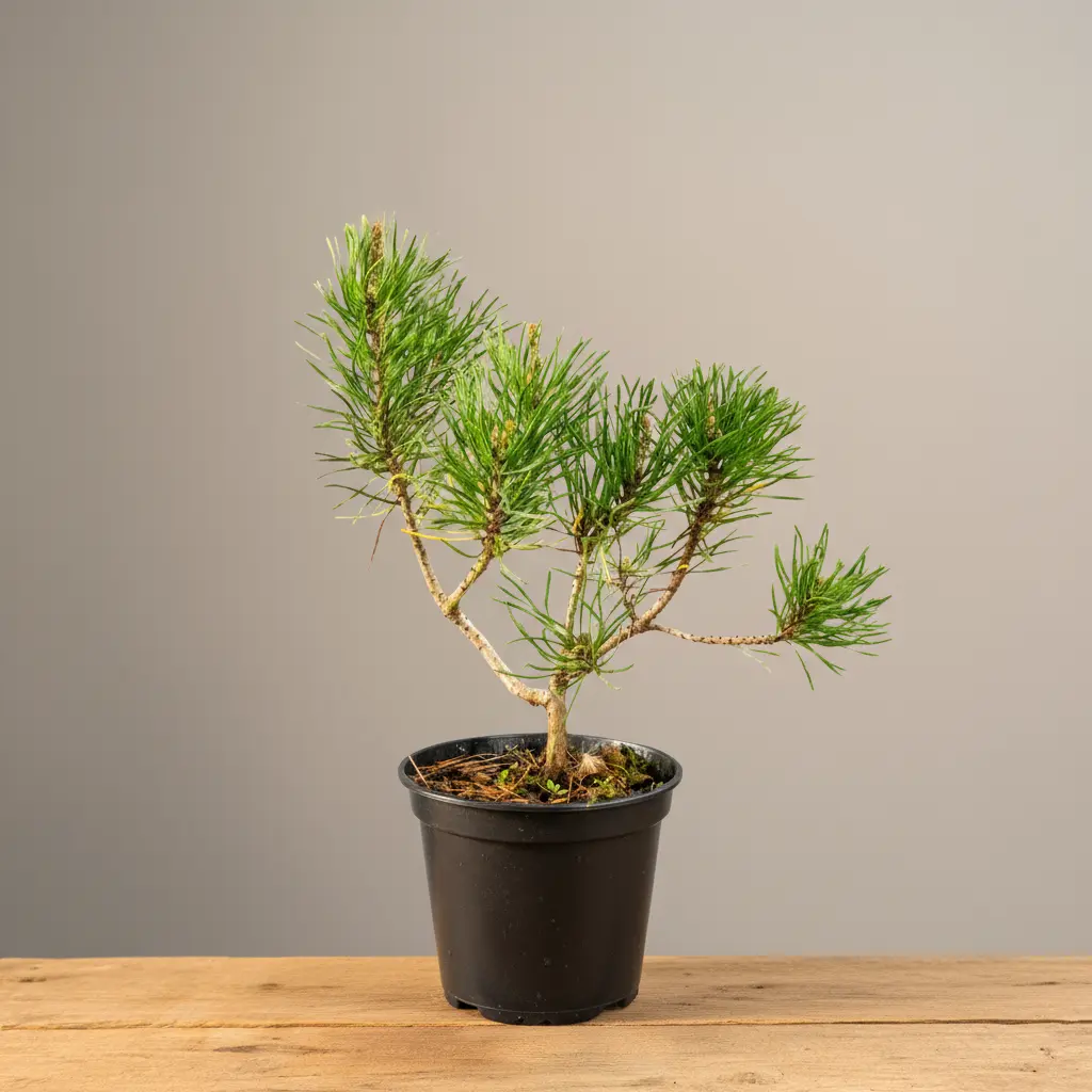 bambus tirschenreuth Wuchernder Bambus Goldrohrbambus kaufen | Phyllostachys aurea -  Goldrohrbambus