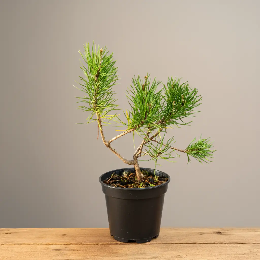 Young Mugo Pine (Pinus mugo) bonsai in black pot on wooden table