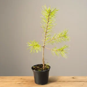 Upright Scots Pine (Pinus sylvestris) pre-bonsai in black plastic pot with natural growth pattern