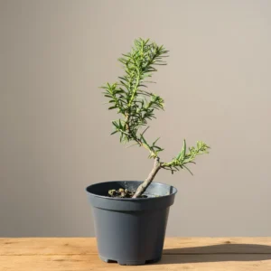 Young Taxus baccata pre-bonsai in black pot on wooden table, front view