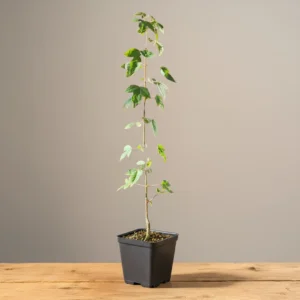 Acer buergerianum Trident Maple young pre-bonsai grown from seed in a square nursery pot Title: Acer buergerianum – Young Pre-Bonsai