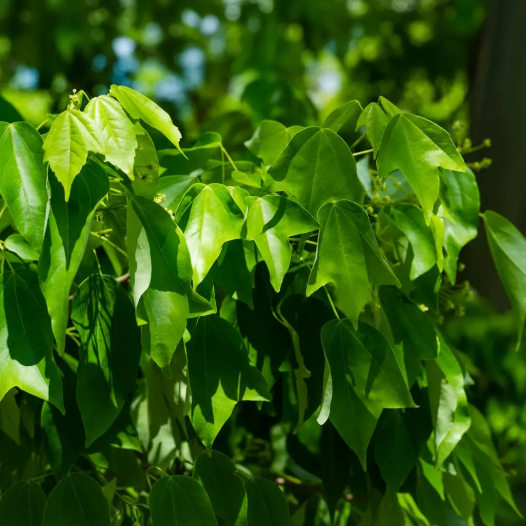 Close-up of Acer buergerianum leaves