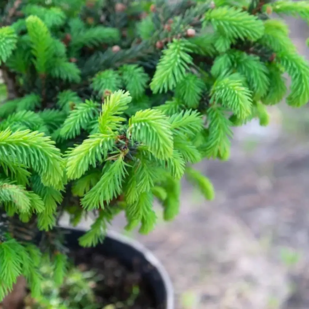 Junger Picea abies Bonsai mit frischen grünen Nadeln im Frühjahr.