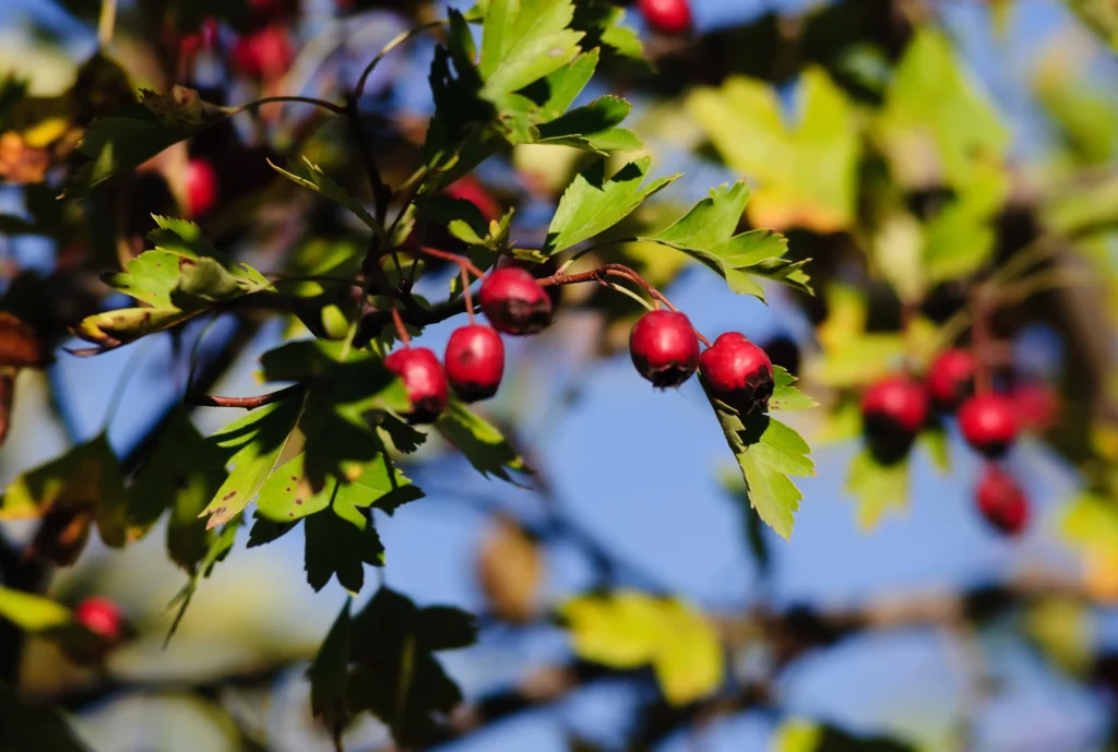 Primo piano di un ramo di Crataegus monogyna con bacche rosse e foglie verdi seghettate alla luce naturale del sole.