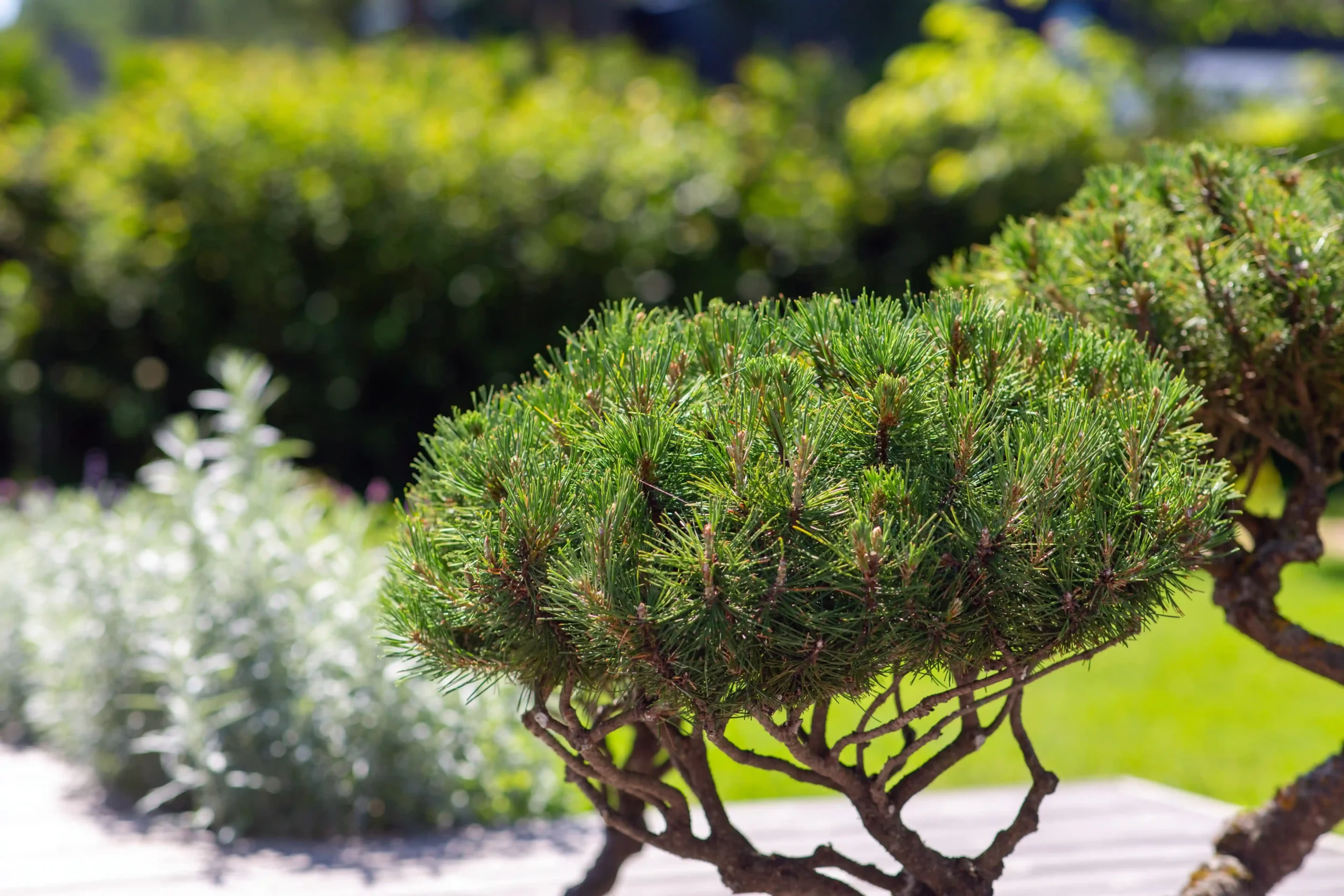 Close-up of a mature Pinus sylvestris bonsai with dense, compact green needles in full sunlight