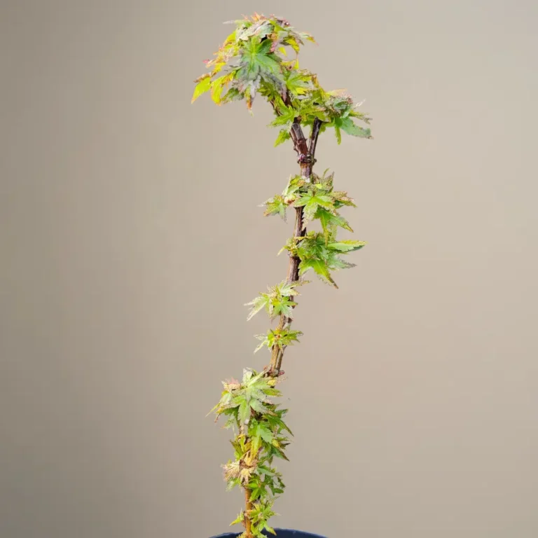 Acer palmatum Young Pre-Bonsai showing internode spacing during early development phase