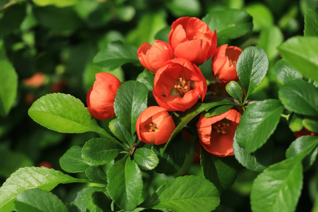 Nahaufnahme der Blüten eines Chaenomeles japonica Bonsai mit leuchtend roten Blütenblättern und glänzend grünen Blättern.