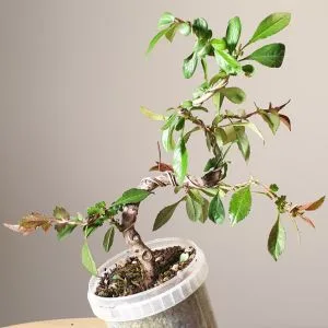 ficus arten bonsai Ficus retusa main image 1