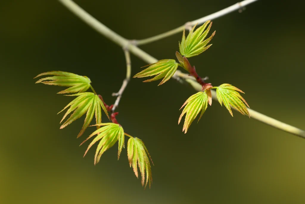 Close-up of young Acer buergerianum leaves unfolding in early spring.