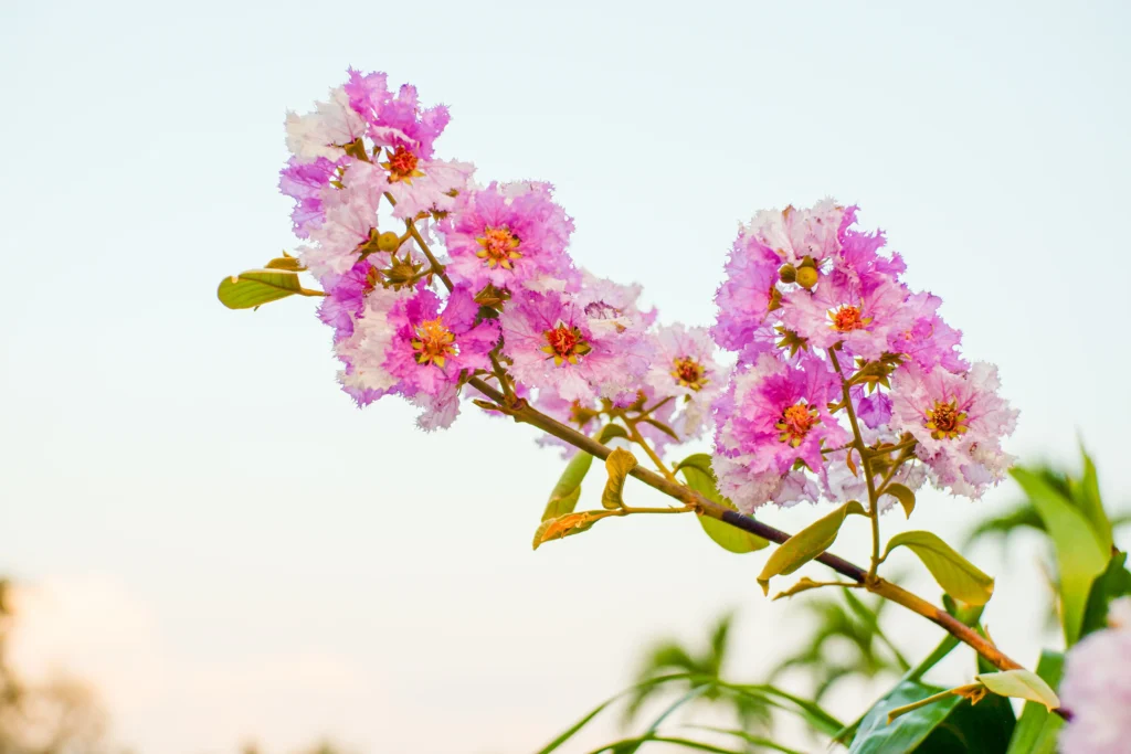 Fiori rosa e bianchi di Lagerstroemia indica in piena fioritura, con petali increspati.