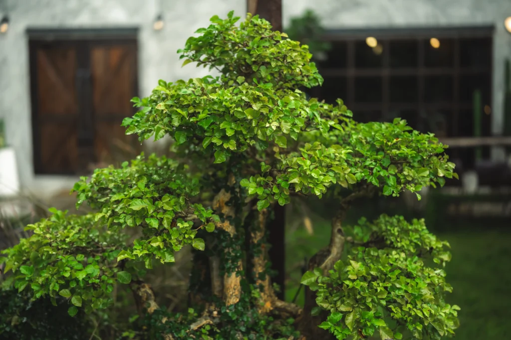 Bonsai di Ligustrum vulgaris denso, con chioma stratificata e ramificazione fine.