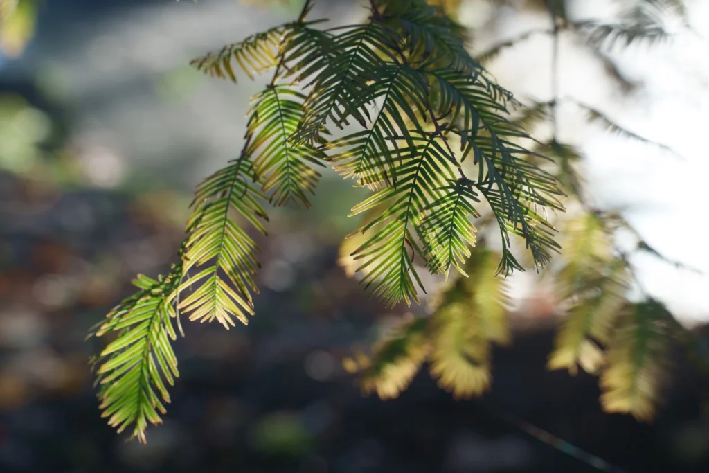 Primo piano delle foglie di Metasequoia glyptostroboides con aghi morbidi illuminati dalla luce del sole.
