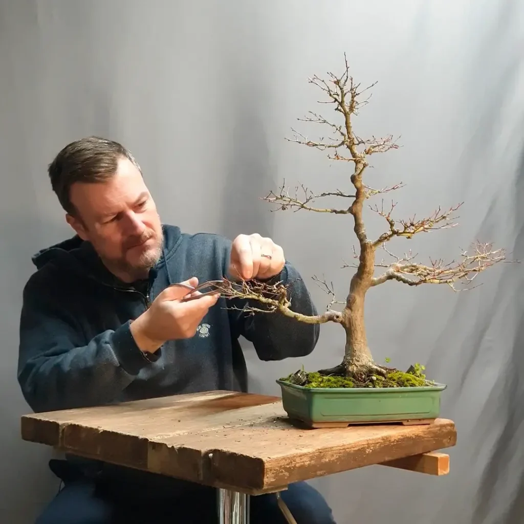 Buy bonsai trees online at Treevaset – expert shaping a bonsai tree, available with fast EU shipping.