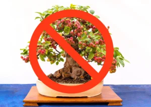 Large-fruit bonsai tree with oversized apples, illustrating why big fruit species are unsuitable for bonsai.