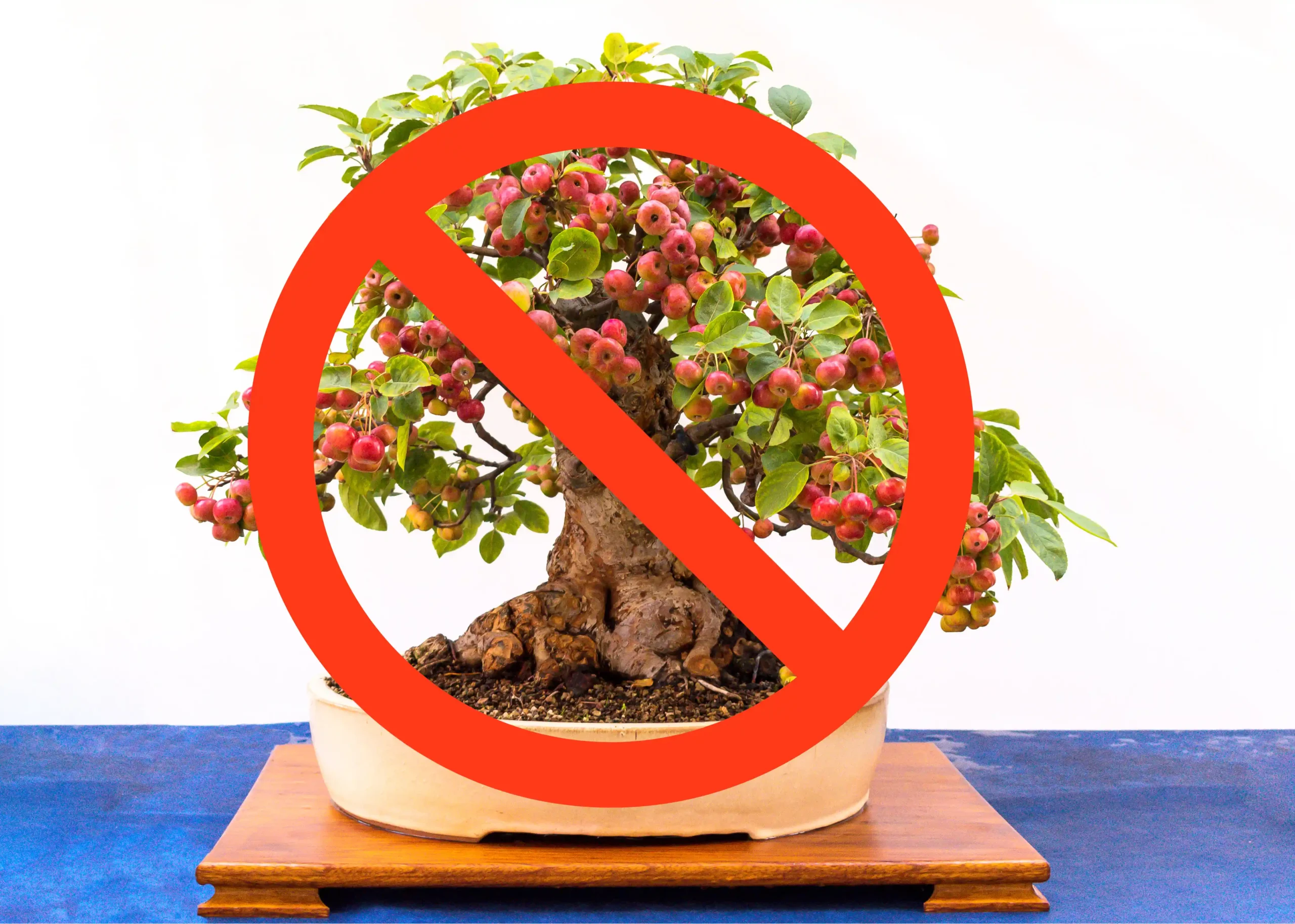 5 Trees You Should Never Try to Bonsai