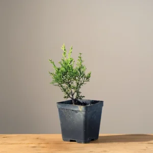 Young Itoigawa Juniper bonsai in nursery pot on wooden table, ideal for bonsai training