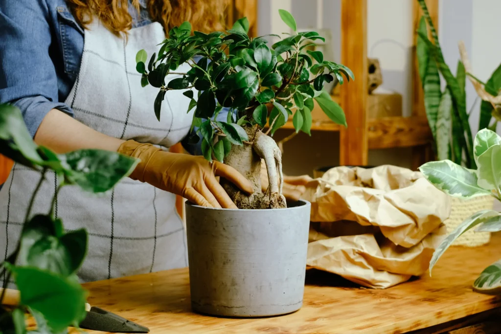 Einen Ficus-Bonsai von Hand in frisches Substrat umtopfen, um die Wurzelgesundheit zu verbessern.