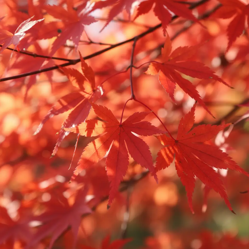 Acer palmatum ‘Beni Chidori’ Japanese Maple red leaves in autumn sunlight
