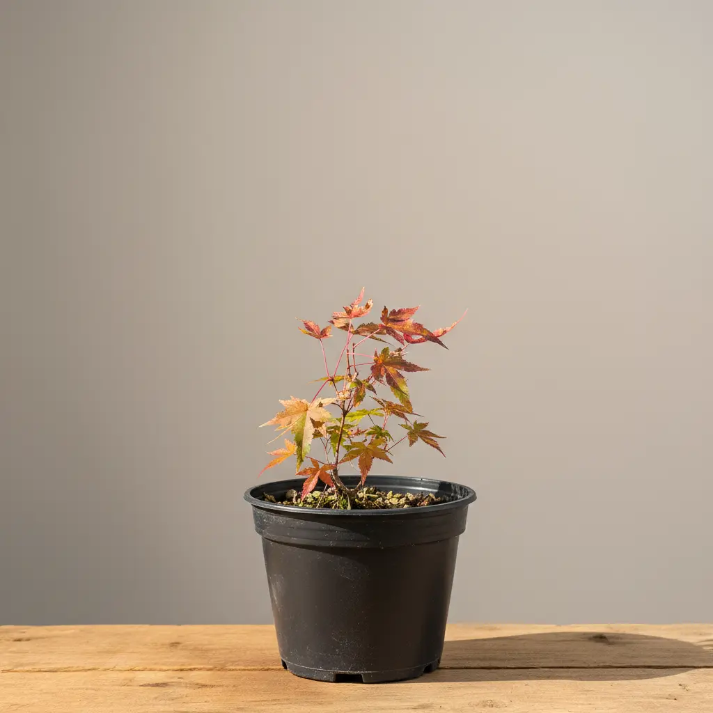 Acer palmatum ‘Beni Chidori’ junger Vor-Bonsai im frühen Wachstumsstadium im Topf