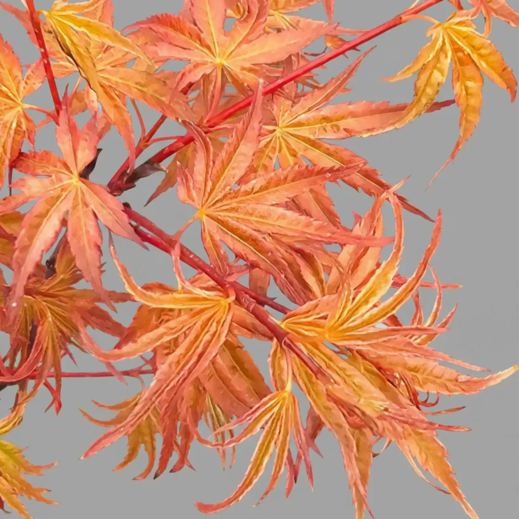 Acer palmatum ‘Beni Chidori’ autumn foliage – vibrant orange-red