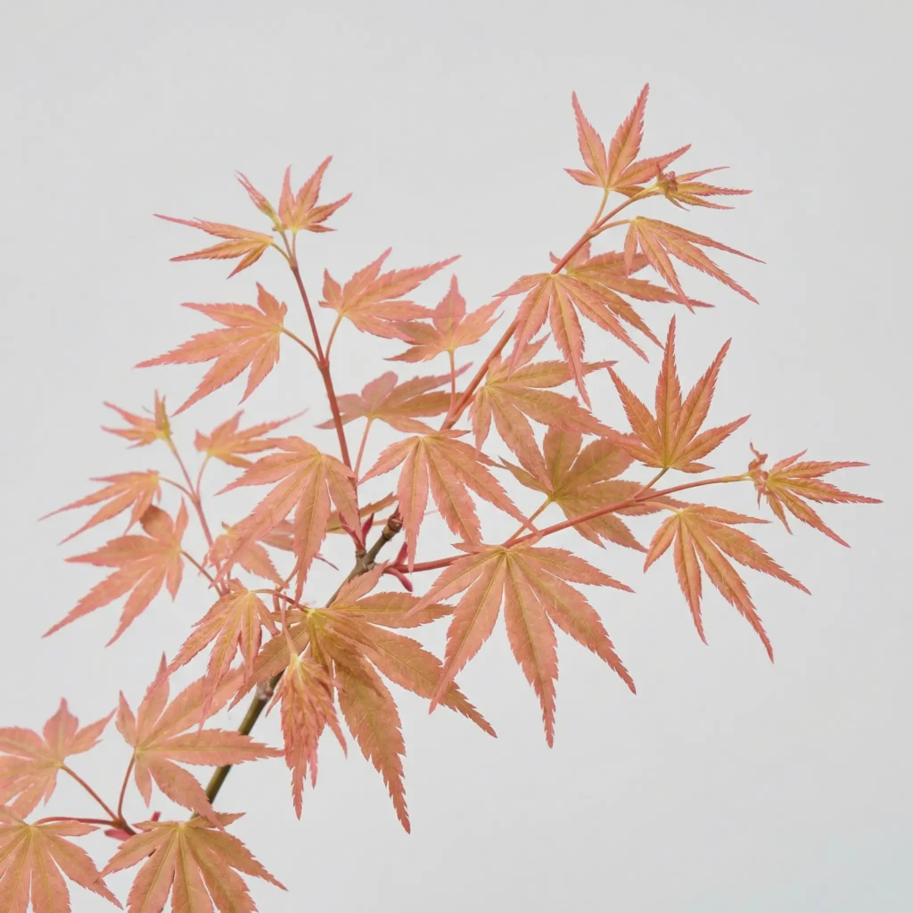 Acer palmatum ‘Seigen’ fogliame primaverile con nuove foglie rosa-rosso