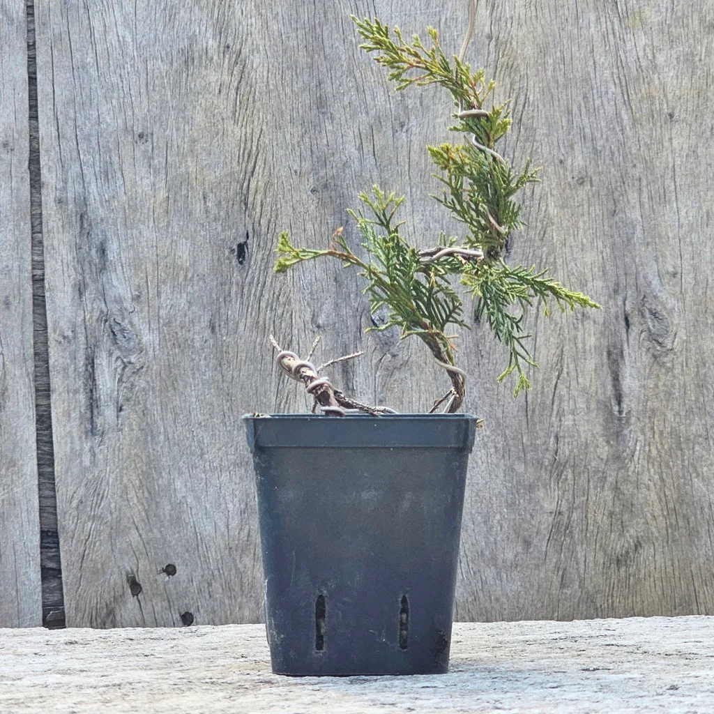 Side view of a wired Itoigawa juniper young pre-bonsai showing the bent trunk line