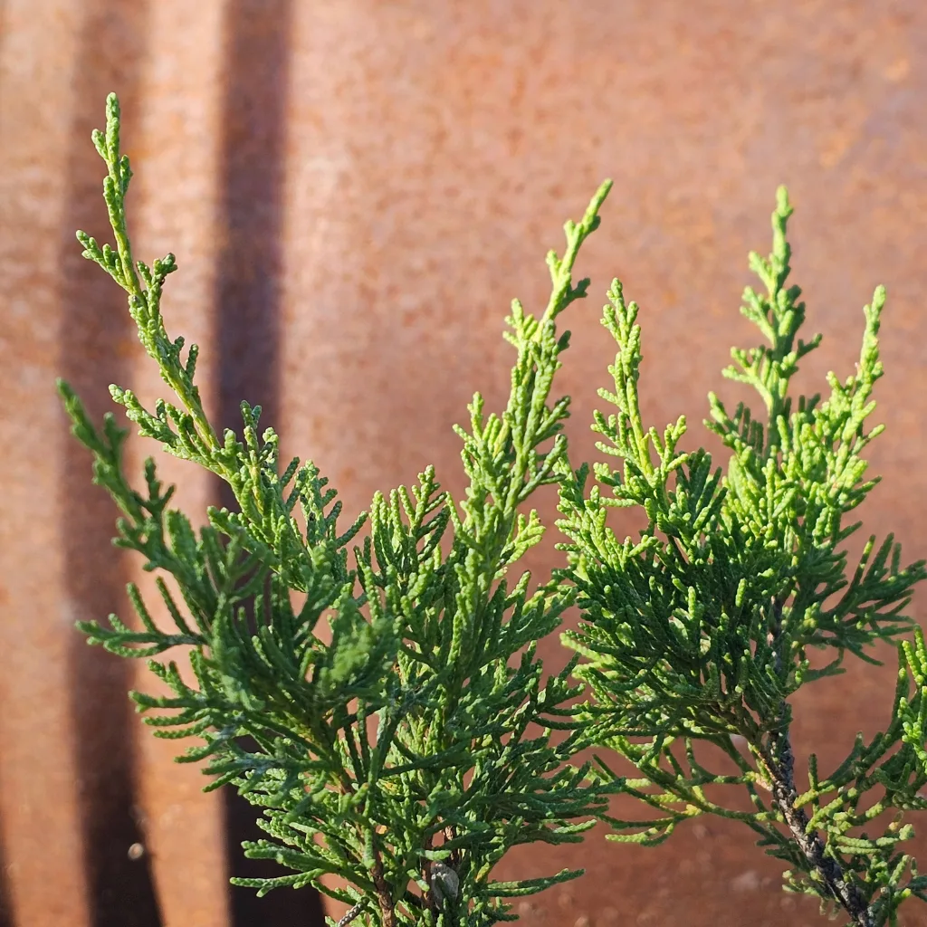 Close-up of Itoigawa juniper foliage with fine, soft scale leaves in bright green