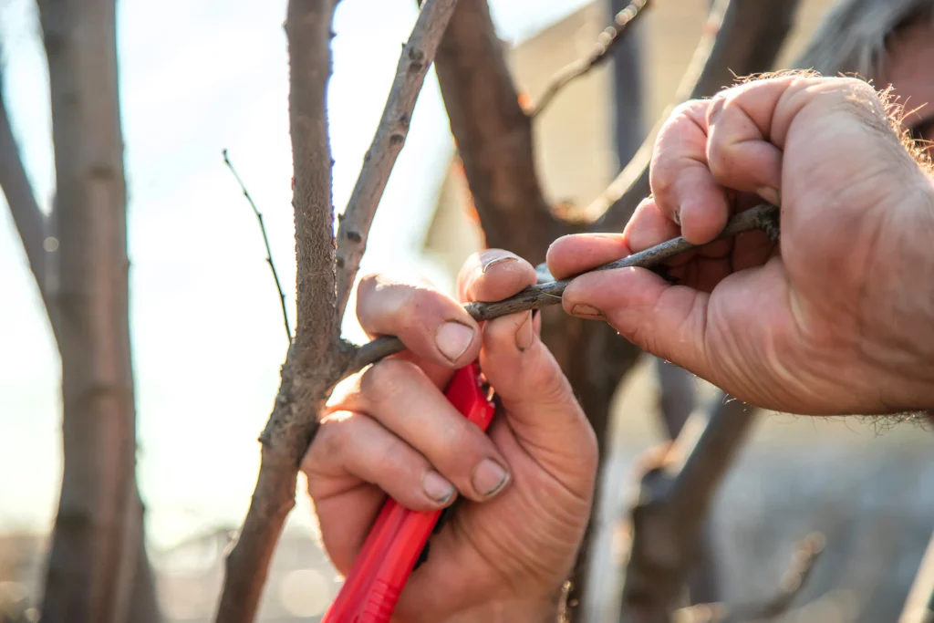 Bonsai grafting technique with a branch being inserted into the trunk