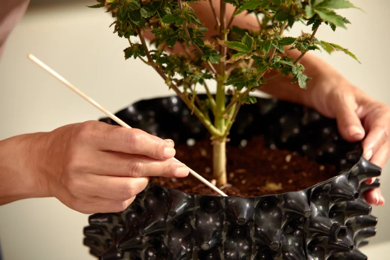 Using a chopstick to adjust bonsai soil and check roots