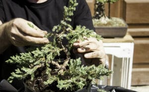 Shaping a juniper bonsai by selecting the apex and wiring branches