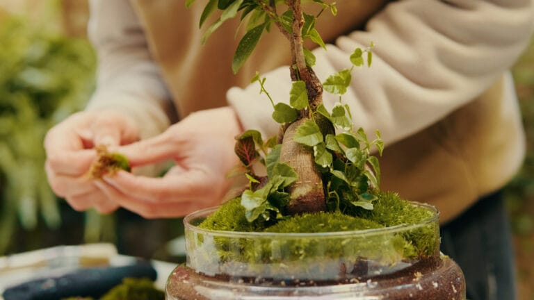 Applying moss around the base of a bonsai trunk during styling