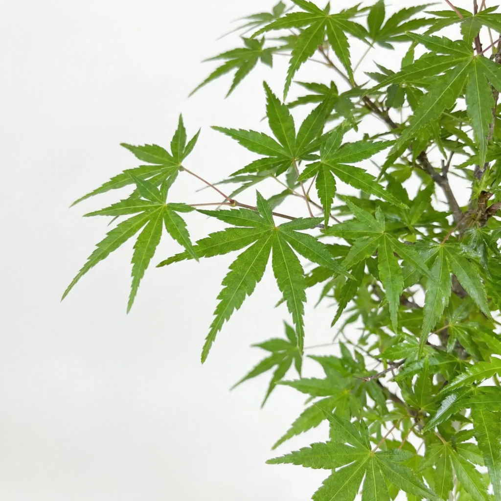 Dettaglio delle foglie fini e strette di Acer palmatum ‘Ori Hime’ su Young Pre-Bonsai.