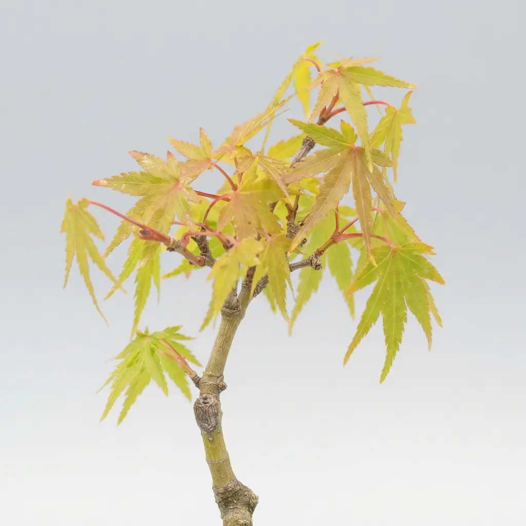 Rare Acer palmatum Cultivars & Young Pre-Bonsai | Treevaset
