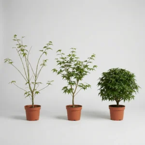 Drei junge Acer palmatum Pflanzen nebeneinander mit unterschiedlichen Verzweigungsdichten und strukturellem Aufbau