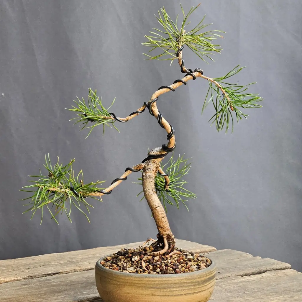 pinus watereri bonsai Pinus sylvestris Yamadori bonsai No.1 – Bonsai Lab