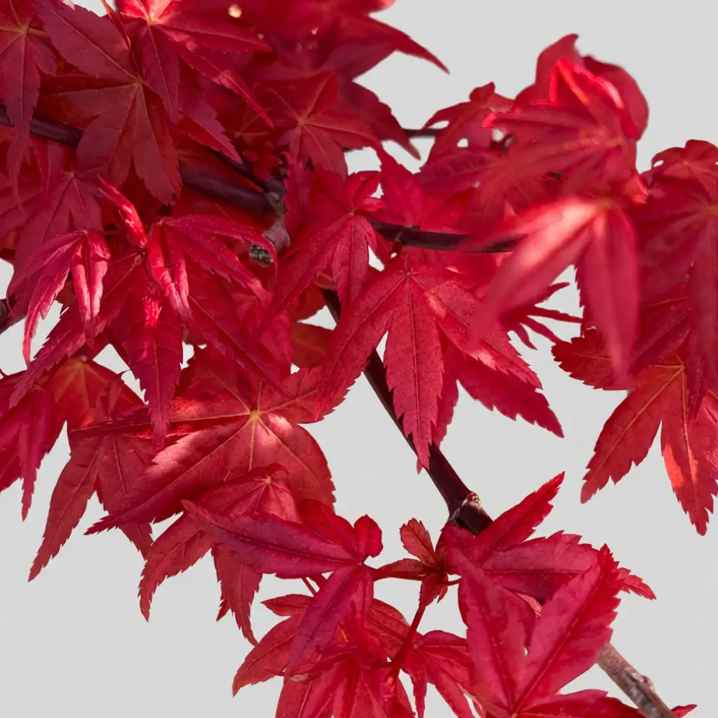 Acer palmatum Deshojo bonsai with intense red spring foliage close-up