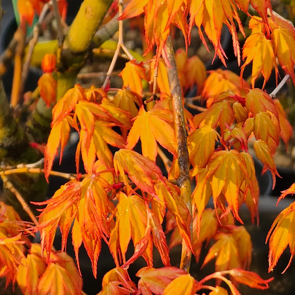 Acer palmatum Katsura young pre bonsai with bright orange spring foliage close-up