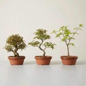 Vergleich von Seigen, Beni Chidori und Orihime zur Entwicklung von Acer palmatum Bonsai mit Analyse von Wuchskraft, Internodien und Strukturverhalten