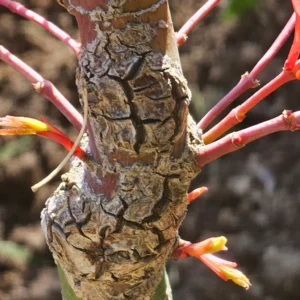 Acer palmatum Allen's Gold bark texture with red branches and emerging spring buds