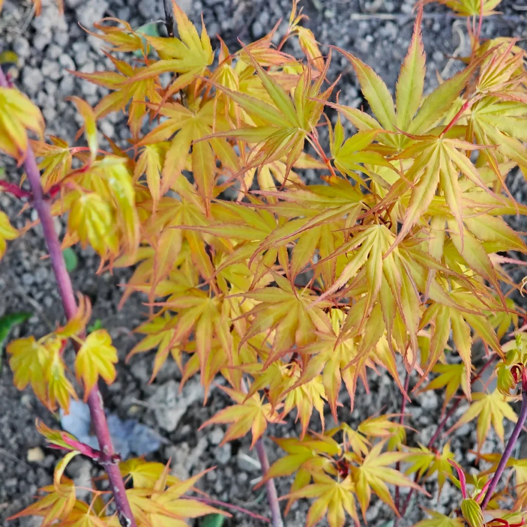 Acer palmatum Allen's Gold young pre-bonsai with golden-chartreuse leaves and pink margins