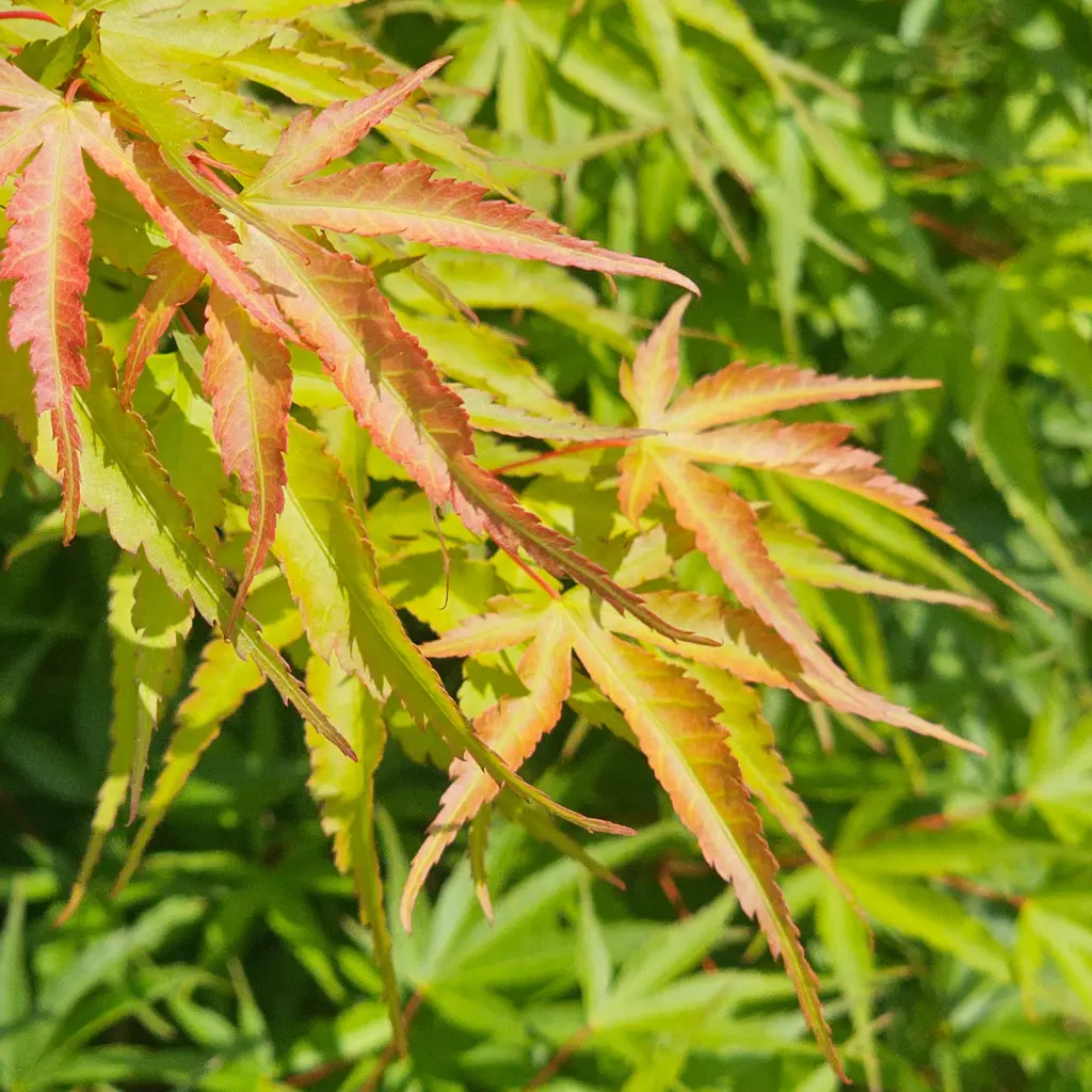 Acer Palmatum Arakawa Spring Foliage
