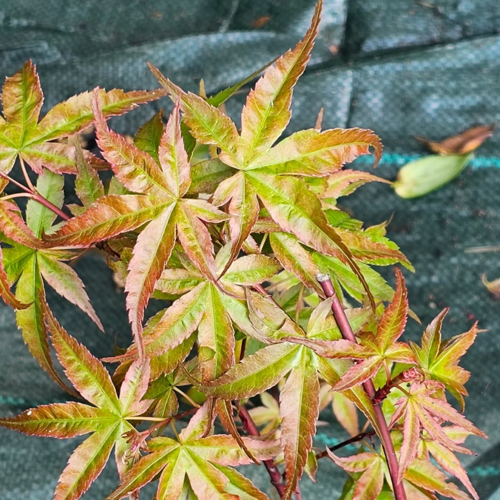 Close-up of Acer palmatum Beni Tsukasa leaves with pink and green tones and slender leaf structure