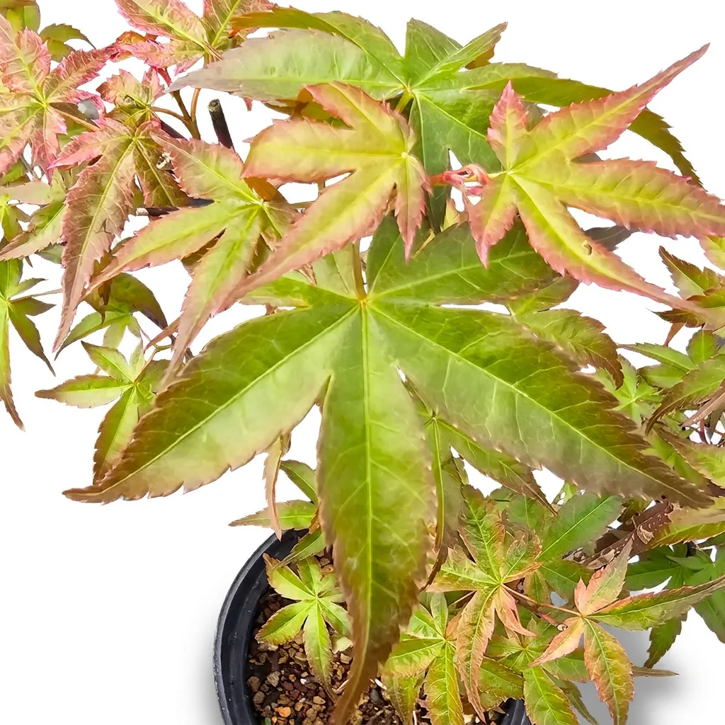 Close-up of Acer palmatum Beni Tsukasa leaves with pink-red edges and green centres