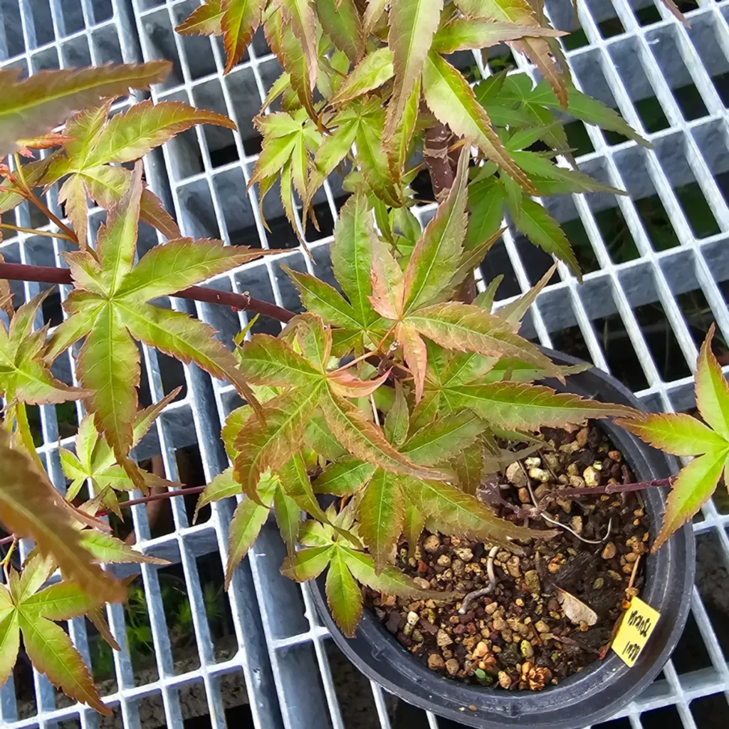 Acer palmatum Beni Tsukasa young pre-bonsai in pot with red-pink and green spring foliage