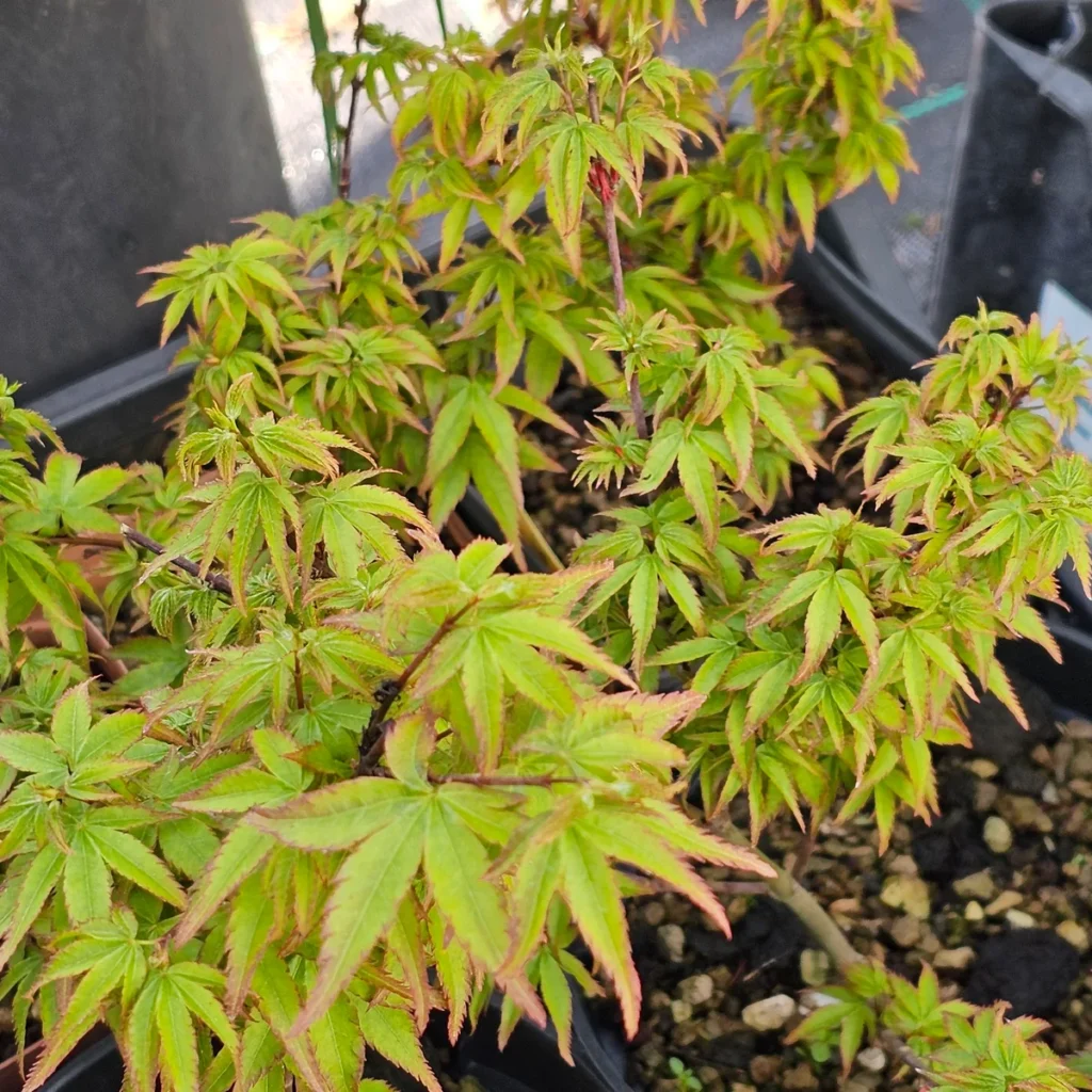 Zwerg-Japanischer Ahorn Sei Hime mit kleinen grünen Blättern und kurzen Internodien für Bonsai