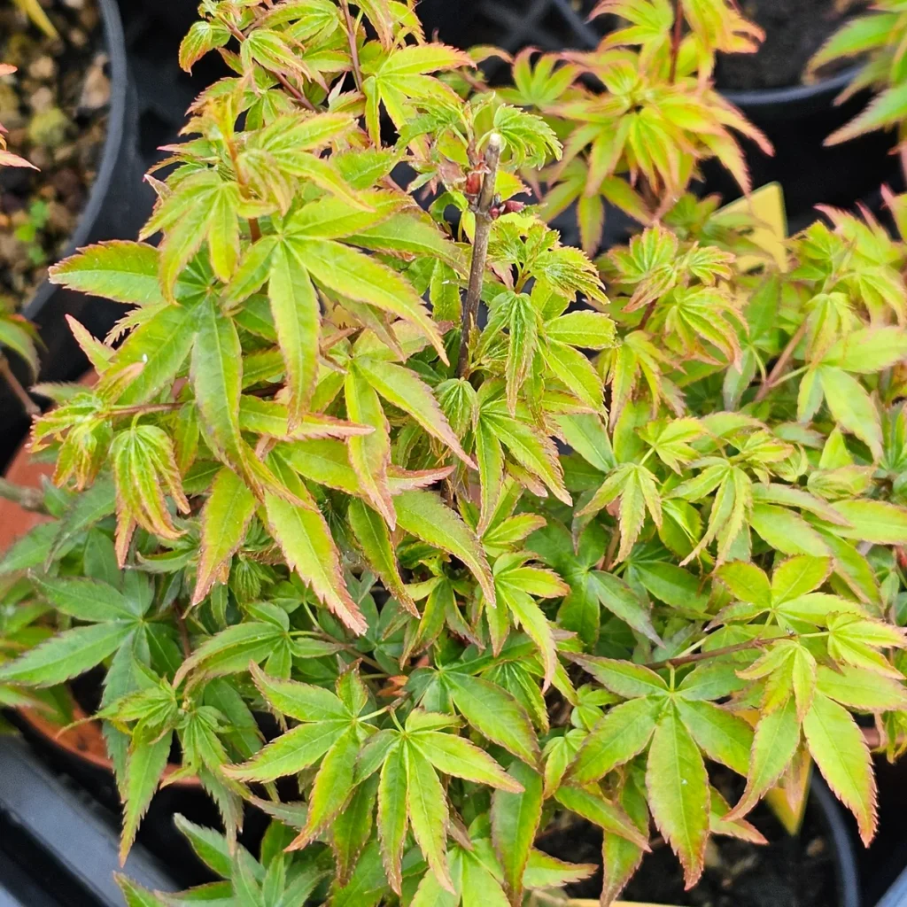 Acer palmatum Sei Hime young pre-bonsai showing miniature green leaves with copper-pink edges