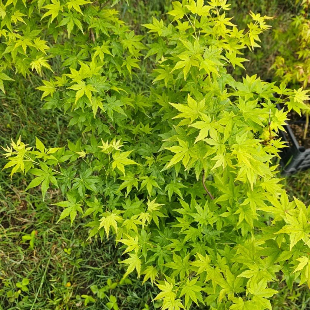 Acer palmatum Ukon young plant with vivid emerald-green spring foliage