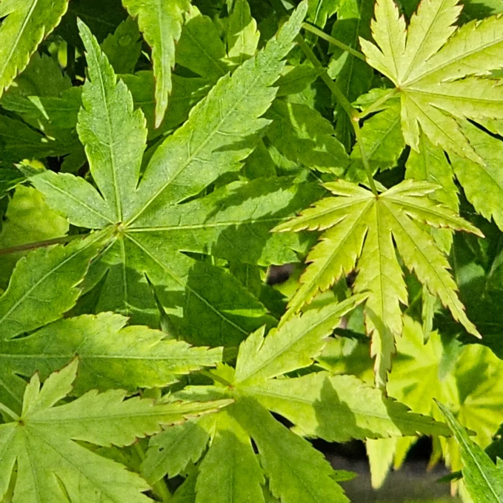 Close-up of Acer palmatum Ukon leaves showing green colour gradation from dark to light