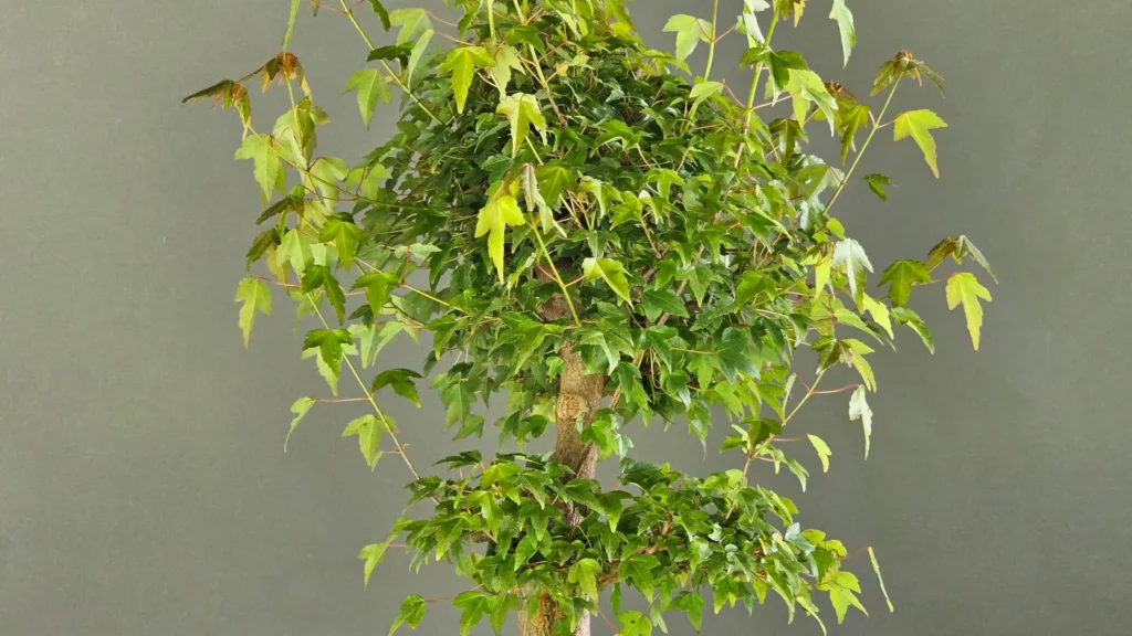 Acer buergerianum trident maple bonsai with dense summer foliage before pruning